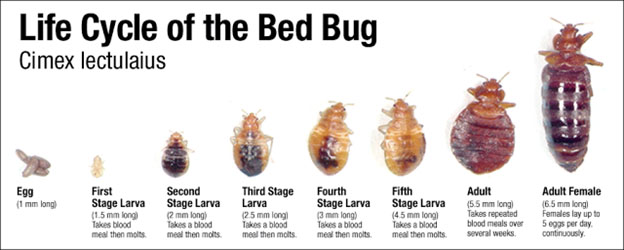 Pest Control Bed Bugs Local Exterminator Bedford Va