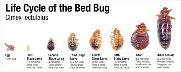 pest-control-bed-bugs-local-exterminator-bedford-va